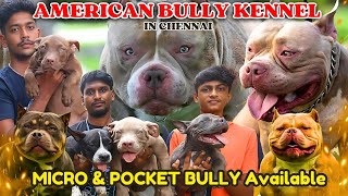 American bully Dogs for sale | Puppy for Sale | Dog Kennel visit| #dog #microbully #pets