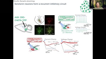 Talk: Dynamic filtering of habenulo-raphe inputs by a recurrent inhibitory serotonin network acting…