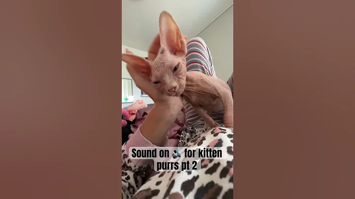 Video 3435121: sphynxkitten kitten, cutest sphynx kittens, kitten purr