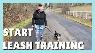How to leash train your puppy?