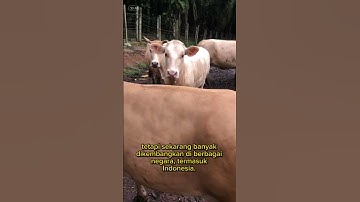 Sapi simental #shorts #sapi #sapisimental