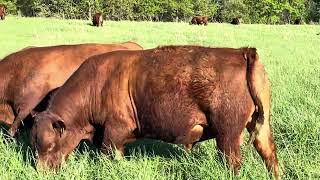 End of first grazing rotation on new farm with bull and steer mob, Greg goes on a rant!