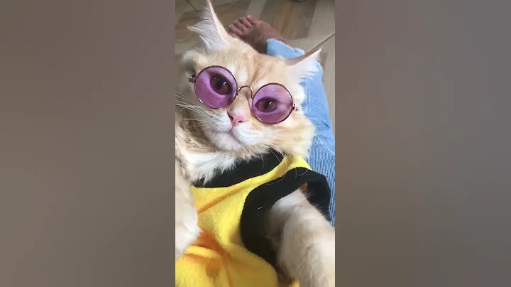 Video 352641: american shorthair himalayan cat, hypoallergenic cats american shorthair, american shorthair cat kitten, american shorthair cute cat, maine coon cats sphynx, sphynx hairless cat hypoallergenic, meow sphynx hairless cat, cat eyes