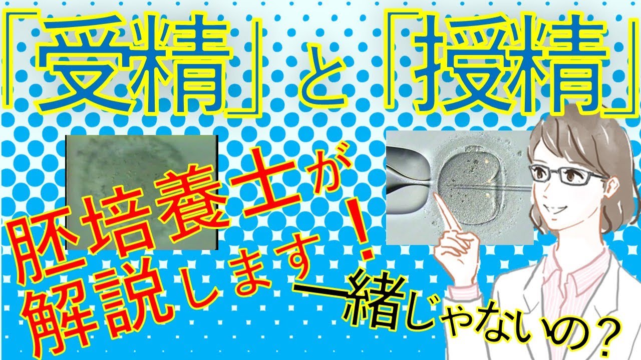 体外受精シリーズ6『「受精」と「授精」一緒じゃないの? 胚培養士が解説します!』IVF大阪クリニック POSITIVE 妊活!シリーズ ...