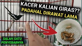 KACER KALIAN GIRAS ??  PADAHAL SUDAH DIRAWAT LAMA CEK RAWATAN KACER KALIAN !!