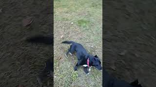 Funny Fun Dog Chasing Tail 2
