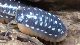 The DANGERS of OVERFEEDING your Isopods