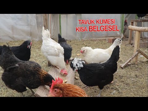 Tavuk Kümesi: Bilgi Dolu Kısa Belgesel Tadında