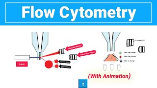 Flow Cytometry (Animation)