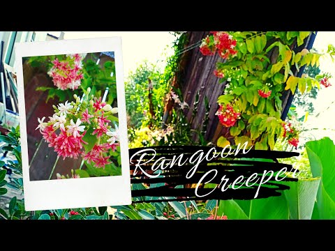 Rangoon Creeper Or Chinese Honeysuckle or Known As Yesterday, Today And Tomorrow in Philippines