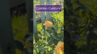 The First 5 Roses in Bloom (outdoors) on the Rose Farm