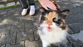Beautiful fluffy cat that started meowing as soon as it saw me is incredibly cute