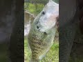 Good Crappie Catching