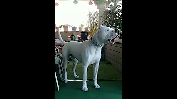 BEWARE 125 Pound DOGO On Duty 