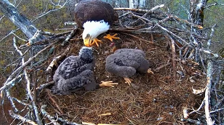 Ep#150 #baldeagle | Review mother bird brings food to feed her chicks | bird nest with nature life