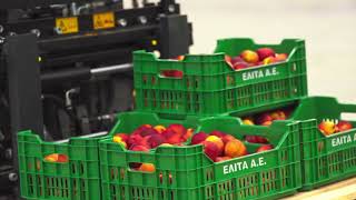 Elita Next Level Peach Grading Net Worth