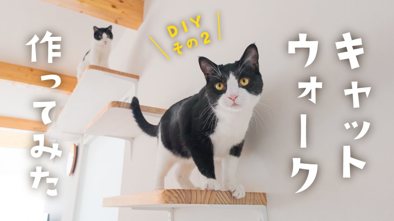 【猫DIY】保護猫兄弟のためにキャットウォークをDIY！リビング改造はまだ続く…