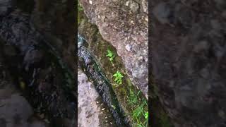 Font De Carlets, Catalunya