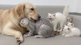 Mom Cat Shows Her Terrified Rescue Kittens The Giant Golden Retriever Is Safe