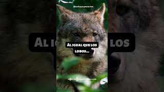 Como Un Lobo...