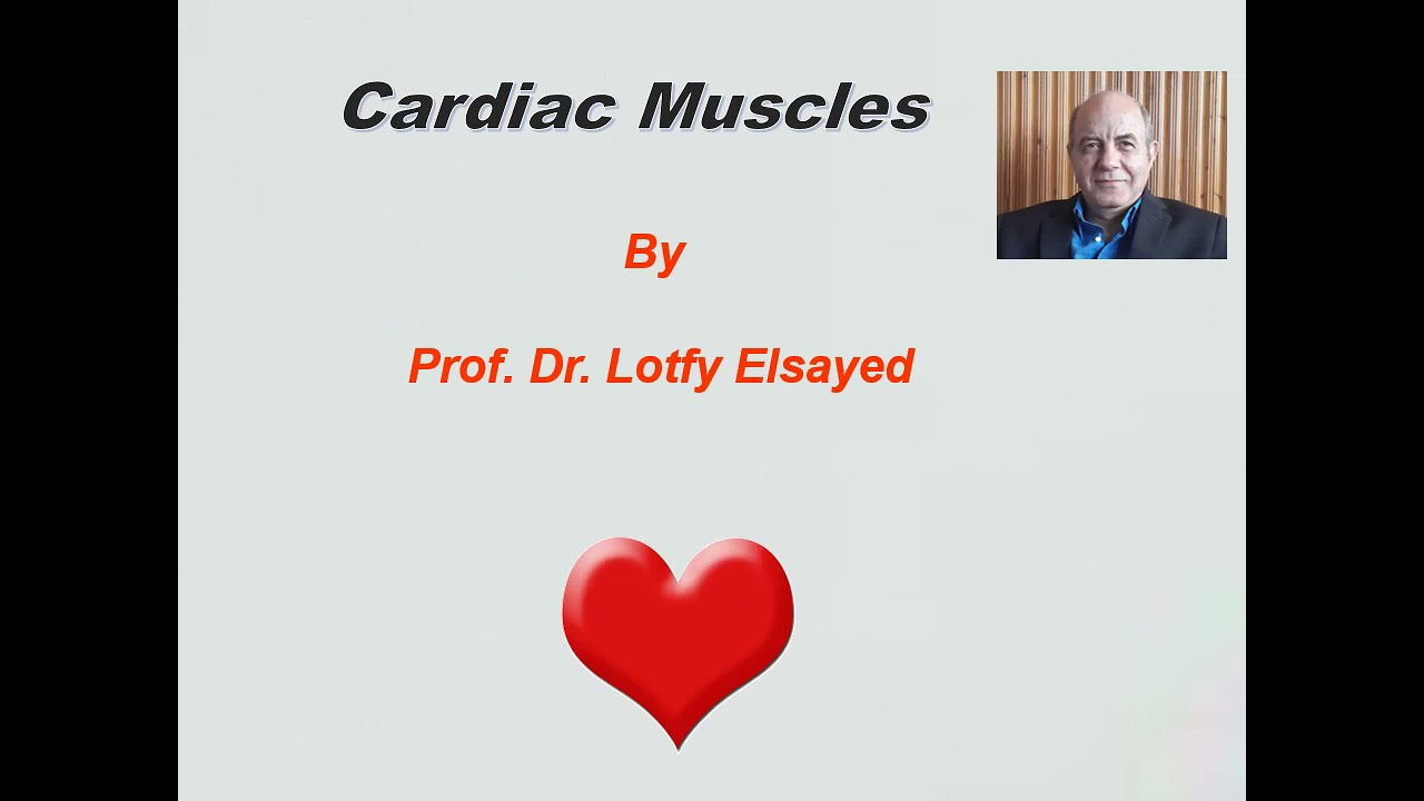 Cardiac muscle - YouTube