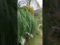 Suasana Ds Kopeang......Sampai Sesudah Melewati Jalur Off Road Kab Mamuju Sulawesi Barat.