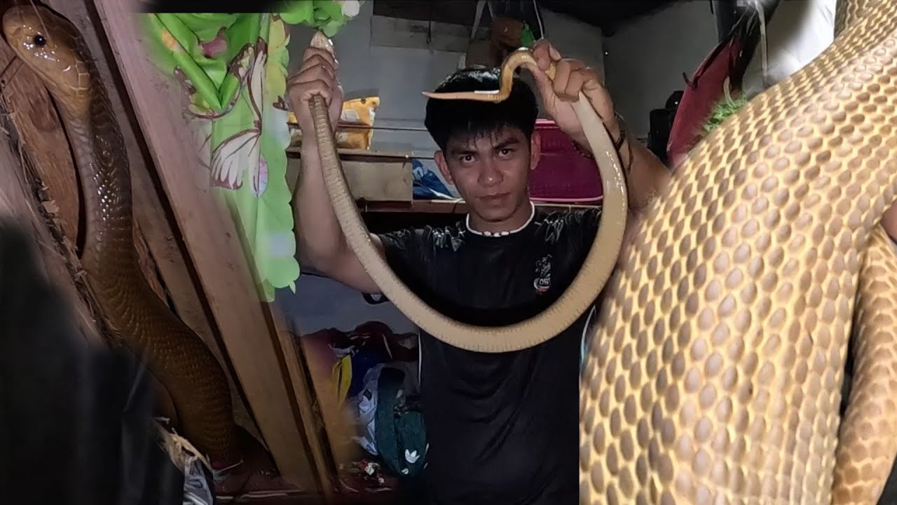MGA COBRA SA LOOB NG KWARTO SA SILONG NG KAMA
