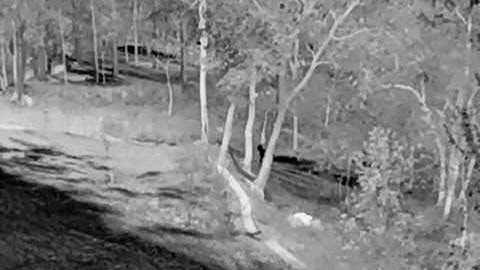 Hammock Fail caught on Axis Q1941-E Thermal camera
