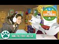 Wild explorers  arctic fox facts