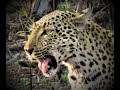 Leopard kill during daytime