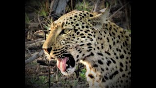 Leopard kill during daytime