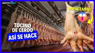 How to Make Pork Bacon | Bacon Manufacturing Que Es Bacon