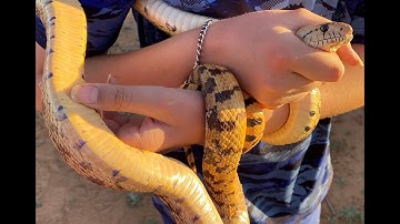 First Bull Snake of the season in New Mexico