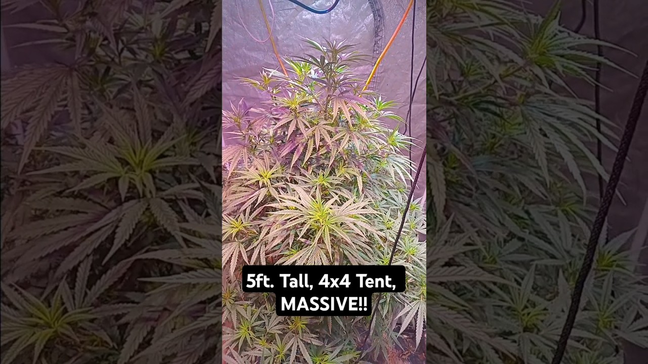 Massive 5ft Tall Indoor Cannabis Plant 🪴 in a 4x4 Tent ⛺️! Whoa!