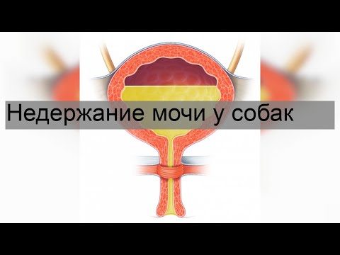 Недержание мочи у собак