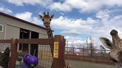 Animal Adventure Park Youtube