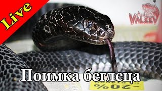 Поимка кобры в домашних условиях))