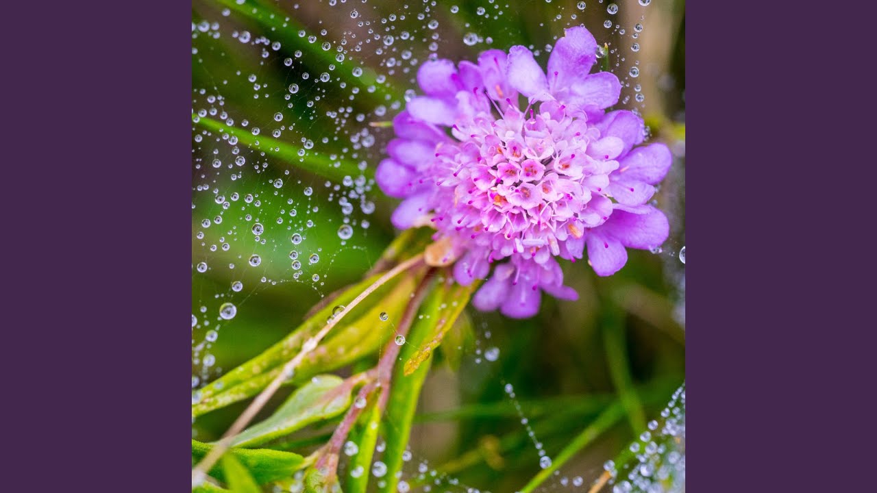 Harmonious Waterside Clarity
