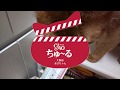【猫 cat cute】ちゃおちゅーるCM風アビシニアンあびちゃん♪20181214-1 abyssinian red