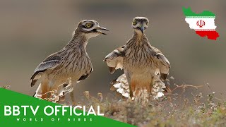 Birds Of Iran | Most Beautiful Birds Found in Iran You've Never Seen | BBTV Official