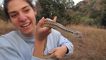 Barefoot Joel finds a SAN DIEGO GOPHERSNAKE (Pituophis catenifer annectens)