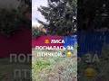 🦊 Лиса так увлеклась погоней за птичкой, что совсем забыла смотреть под ноги! ! 😂
