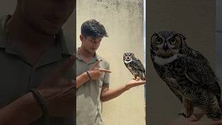 Owl Sound With Hands