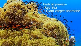 Giant Carpet Anemone - Red Sea
