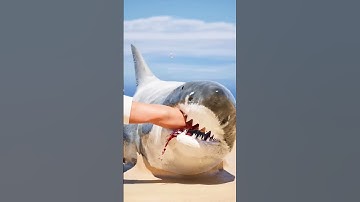 ¿Como salvarle la vida a un tiburon?