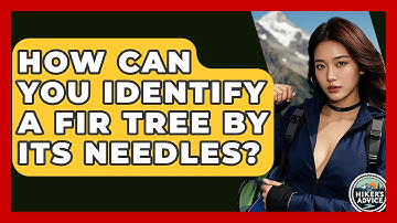 How Can You Identify A Fir Tree By Its Needles? - The Hiker