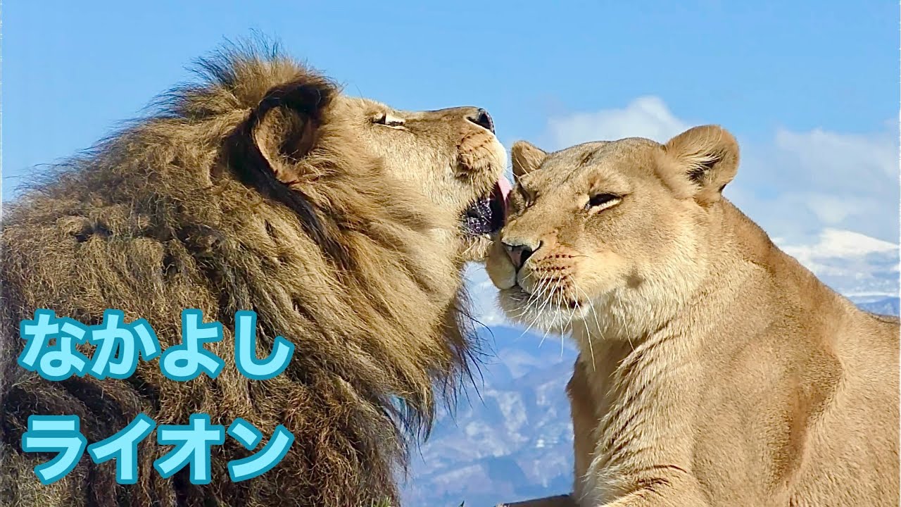 なかよしライオンカップル　キュウゾウくんとつむぎちゃん【茶臼山動物園】Lion Kyuzo-kun Tsumugi-chan Chausuyama Zoo