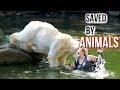 Animals Saving Humans Life! ⭐Heroic Animals⭐️