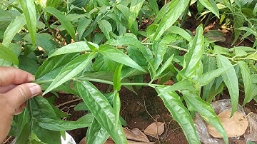 Trị viêm xoan hiệu quả từ cây xương khỉ