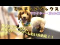 [トリミング風景あり]ドライヤー・カット編！ミニチュアダックスさんのトリミングpart3！
